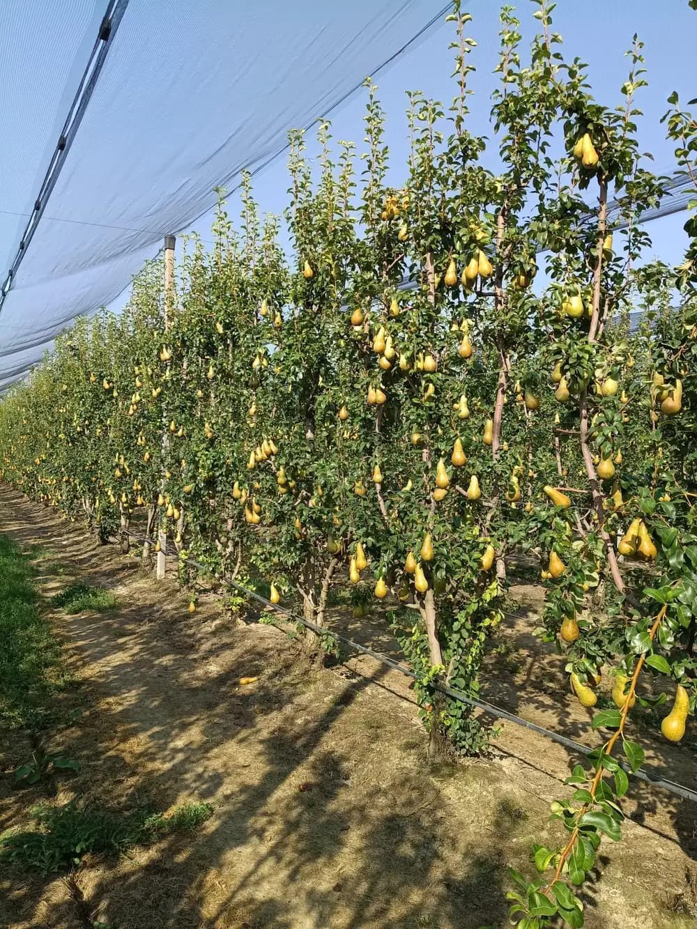 Pear trees heavy with fruit under anti-hail netting in Emilia-Romagna