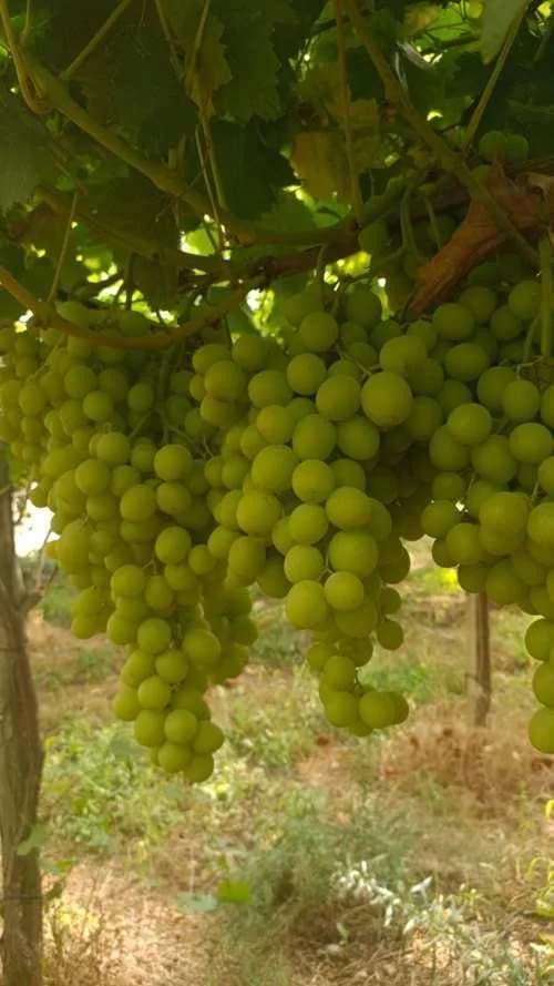 Autumn Crisp table grapes in Rocco Decaro's vineyard in Noicattaro