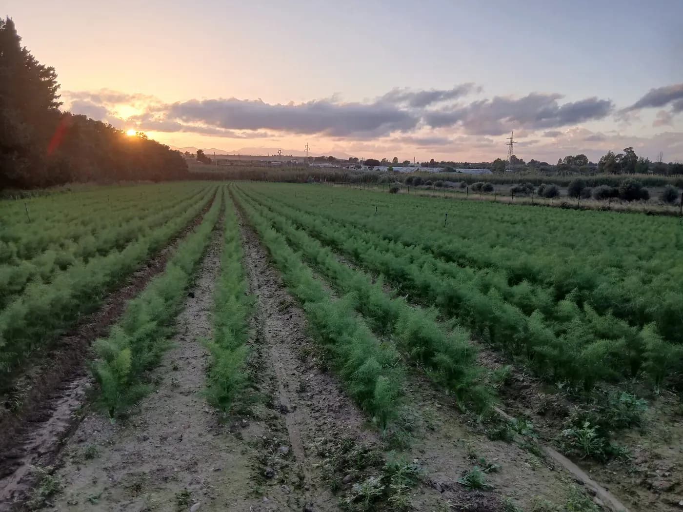 Campi dell'azienda Agribo a Quartu Sant'Elena, Sardegna
