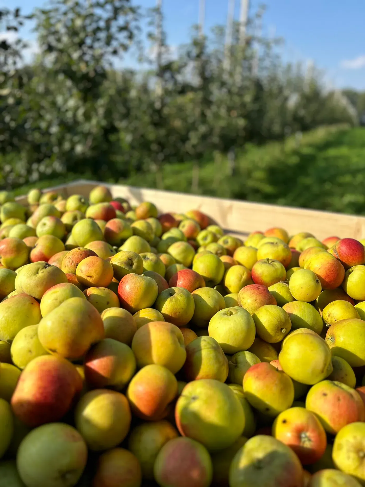 Sommerstedet Apfelplantage in Südjütland, Dänemark