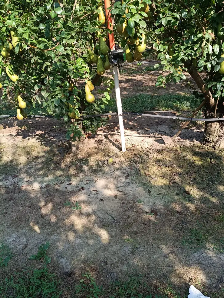The SoilSense sensor beside the drip lines in the pear orchard