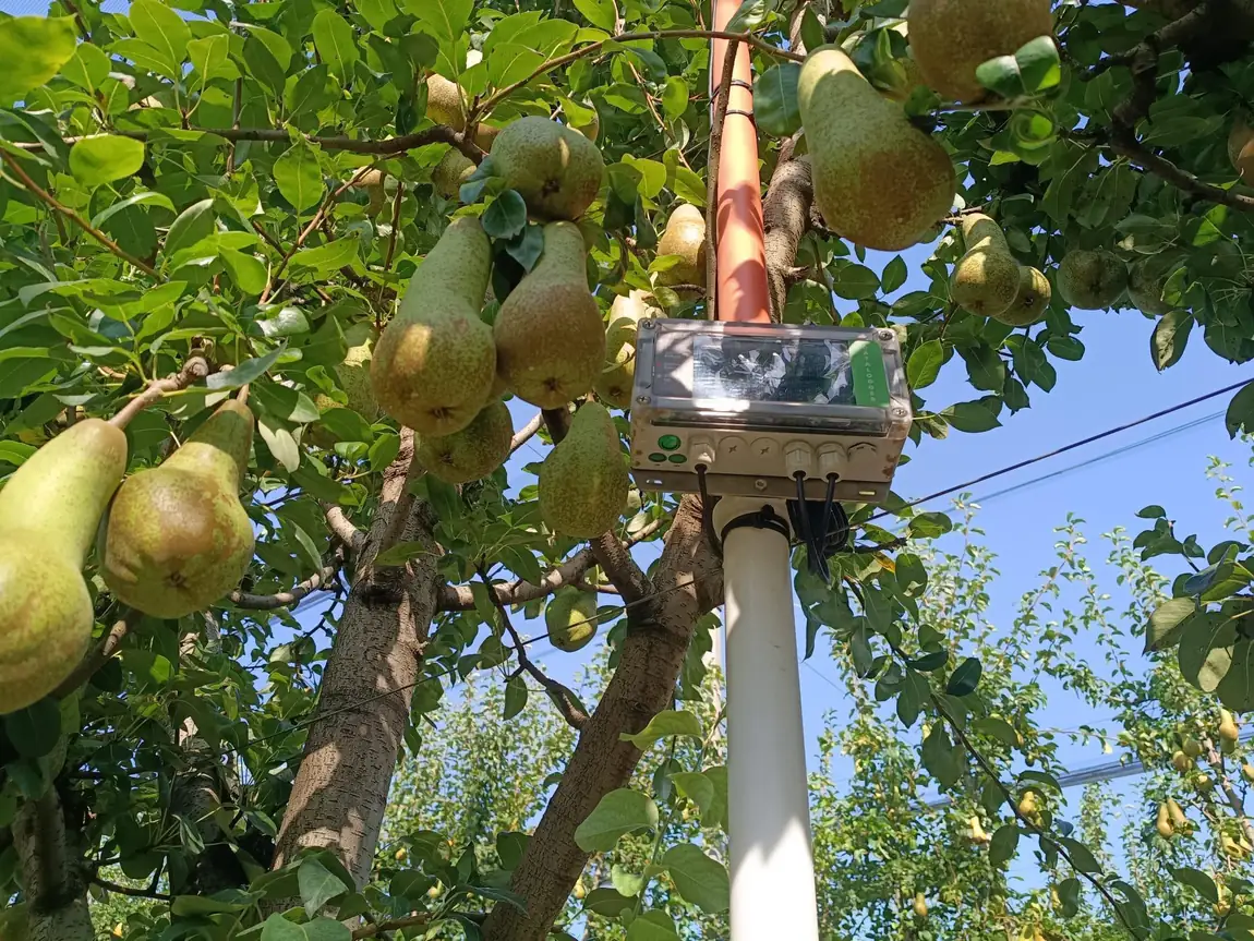 A SoilSense datalogger installed among the rows of the pear orchard