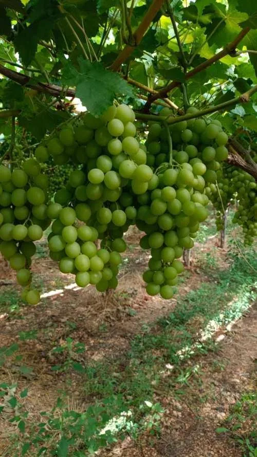 Primo piano dei grappoli di Autumn Crisp, con struttura sana e spargola