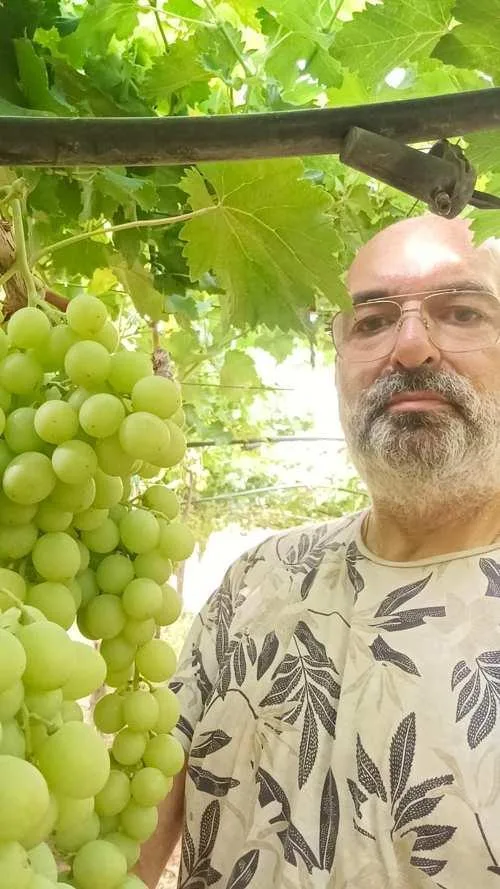 Rocco Decaro nel suo vigneto di Autumn Crisp a Noicattaro