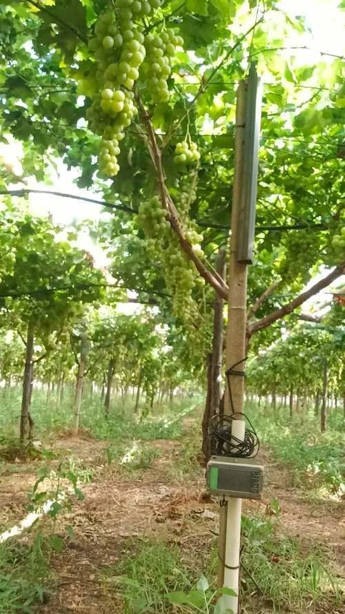 Sensore SoilSense installato tra i filari del vigneto